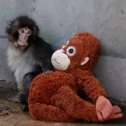 Punch cumpli� un a�o: la nueva vida del mono que se hizo viral abrazado a peluche