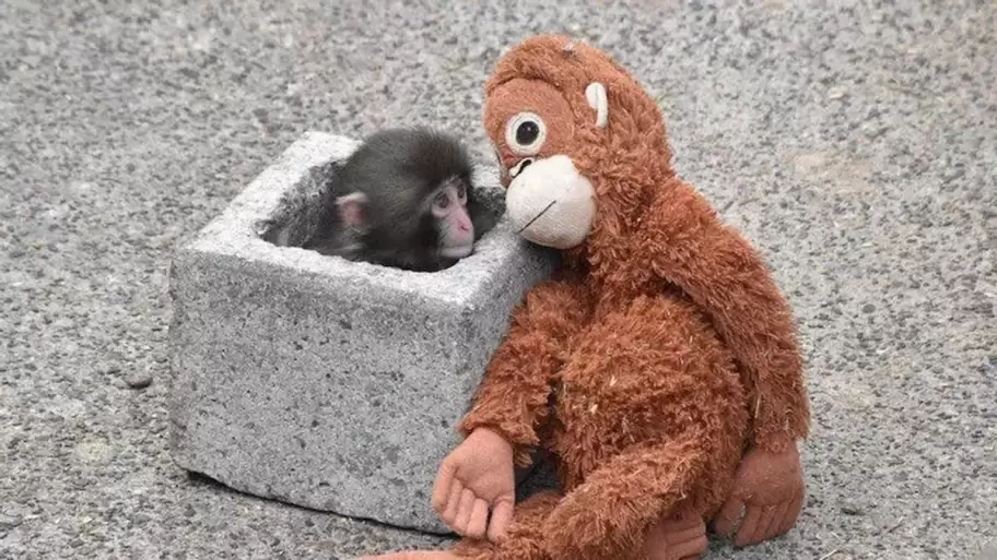 Punch con su peluche de apego