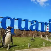 El escandaloso final del Aquarium de Mar del Plata: la polémica por la venta de cuatro pingüinos por US$40.000 para saldar deudas