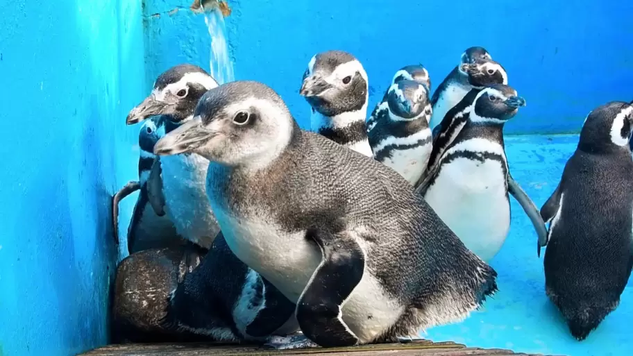 El final del Aquarium de Mar del Plata
