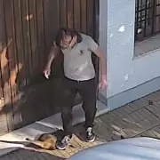 Un adolescente acarici� a un gato, le pate� la cabeza y se fue caminando tranquilo
