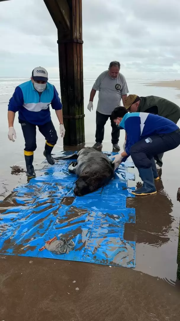 Un lobo marino fue baleado, agoniz� varios d�as y termin� muriendo