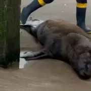 Crueldad extrema: un lobo marino fue baleado, agonizó varios días y murió