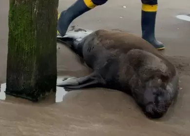 Un lobo marino fue baleado, agoniz� varios d�as y termin� muriendo