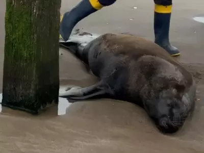 Un lobo marino fue baleado, agoniz� varios d�as y termin� muriendo