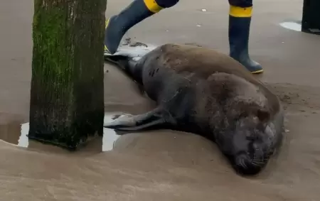 Un lobo marino fue baleado, agoniz� varios d�as y termin� muriendo