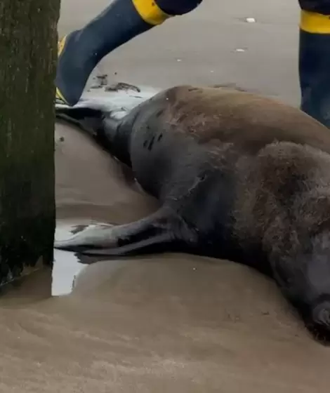 Un lobo marino fue baleado, agoniz� varios d�as y termin� muriendo
