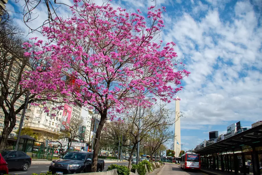 Las flores comienzan a salir mientras llega la primavera a Buenos Aires.