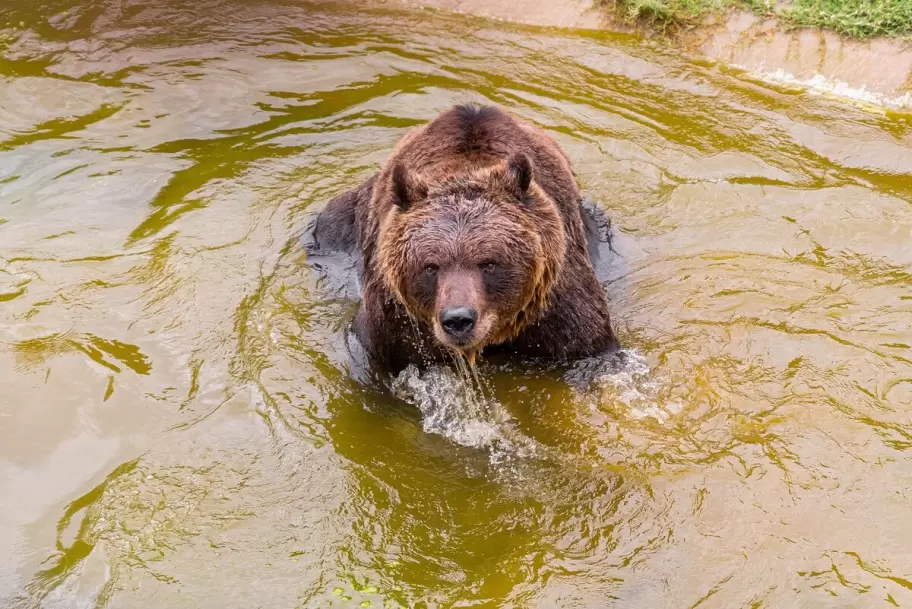 Koda, el oso bajo tratamiento