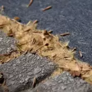 Plátano: bendita sombra, maldita alergia