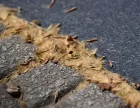 La kriptonita de los al�rgicos
