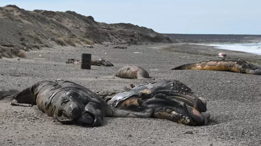 Aparecieron ballenatos muertos en Puerto Madryn y Pen�nsula Vald�s