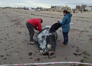 Aparecieron ballenatos muertos en Puerto Madryn y Pen�nsula Vald�s