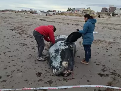 Aparecieron ballenatos muertos en Puerto Madryn y Pen�nsula Vald�s