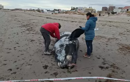 Aparecieron ballenatos muertos en Puerto Madryn y Pen�nsula Vald�s