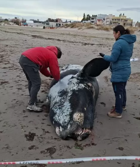 Aparecieron ballenatos muertos en Puerto Madryn y Pen�nsula Vald�s