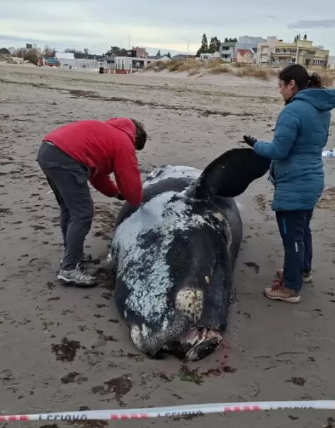 Aparecieron ballenatos muertos en Puerto Madryn y Pen�nsula Vald�s
