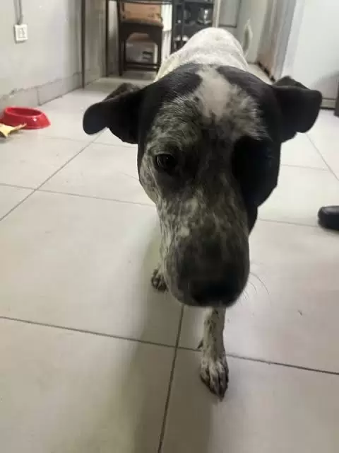 Manchitas