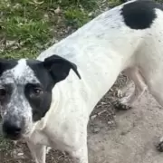 Un policía mató de un disparo a Manchitas, la perra que vivía en la comisaría