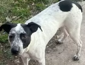 Manchitas