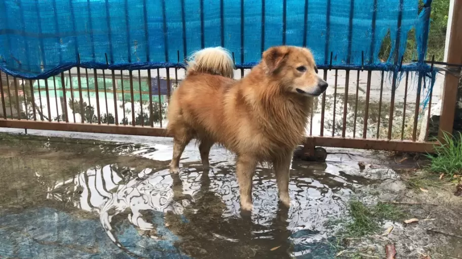 Leptospirosis en alza