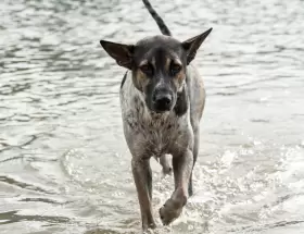 Leptospirosis en alza