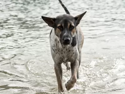 Leptospirosis en alza