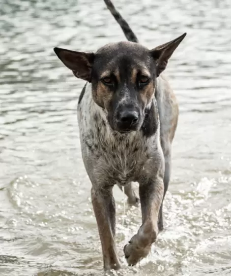 Leptospirosis en alza