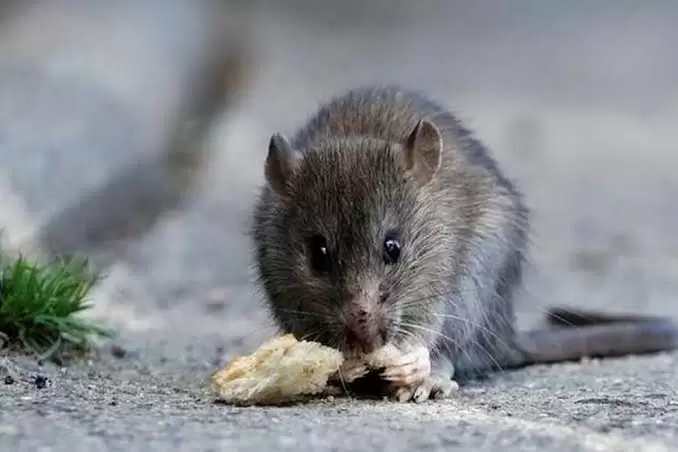 Leptospirosis en alza