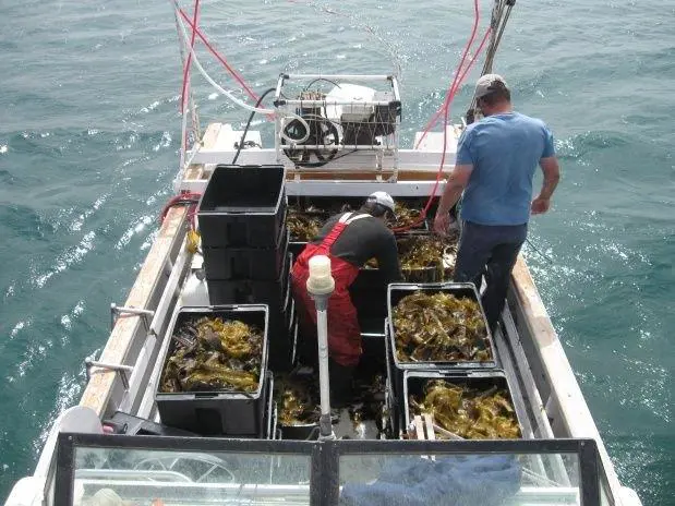 pescadores de Wakame