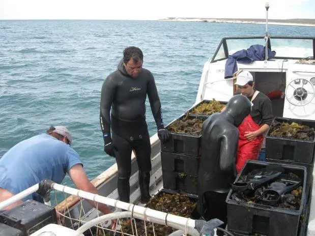 Buzos pescan Wakame en Puerto Madryn