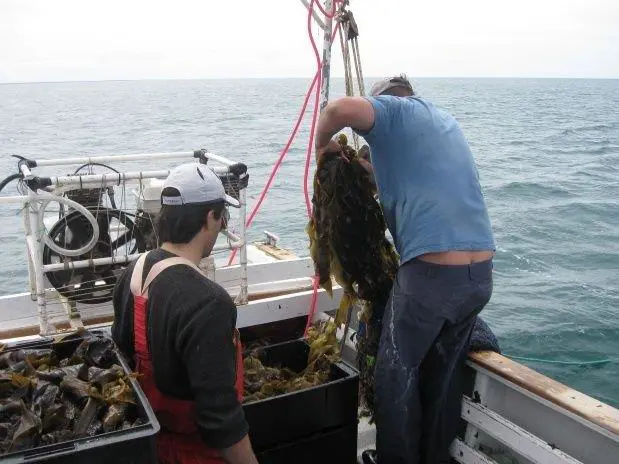 Pesca de Wakame en Puerto Madryn