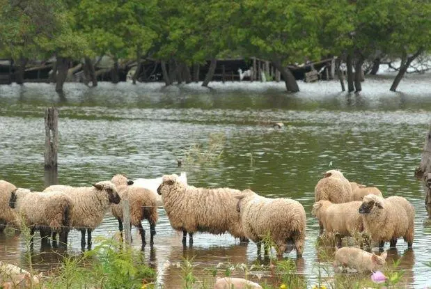 El mayor problema es que no pueden entrar las maquinarias a los campos para realizar el trillado