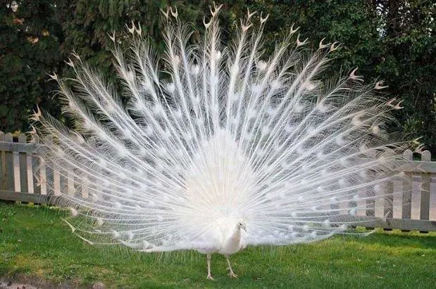 Pavo real albino.