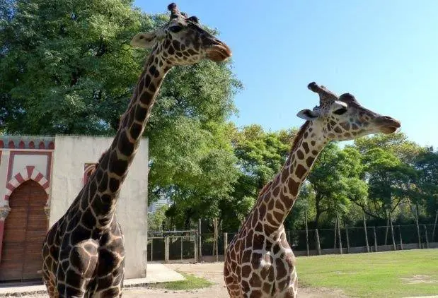 Hace 13 das naci una jirafa en el Zoo porteo, que muri. Esta muerte reaviva la polmica sobre la reconversin y el estado del zoolgico.