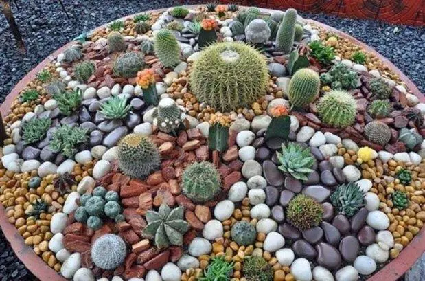 Un jardín de piedras y cactus, muy original.