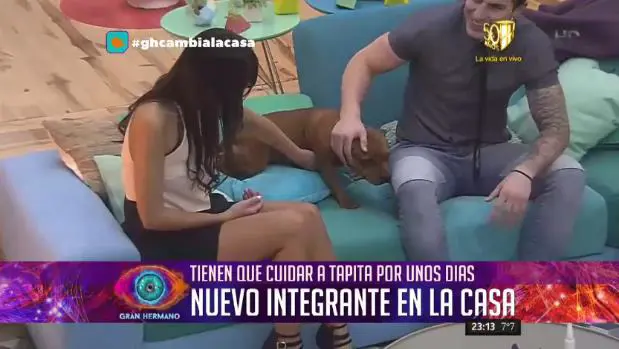 perrita_gran_hermano