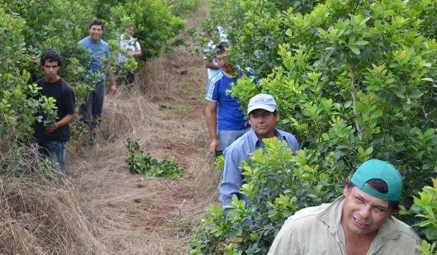 Tareferos yerba