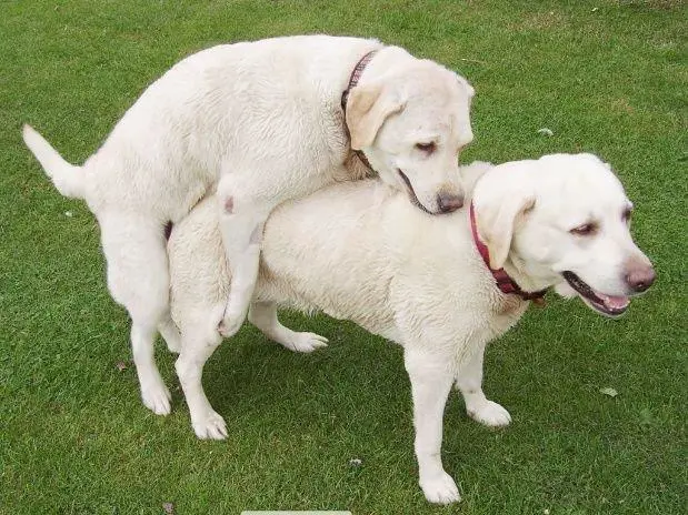 Perrito
