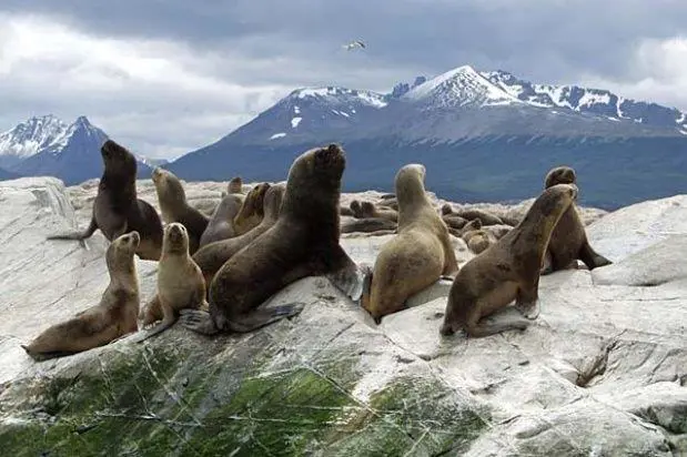 Isla de los Estados