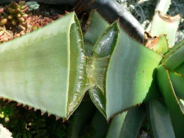 El pegote del aloe vera sirve, y mucho .