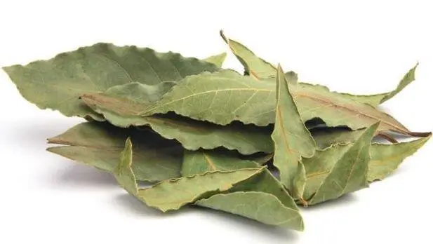 Laurel