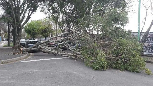 Un rbol cado sobre la calle Cazadores, en el barrio de Belgrano