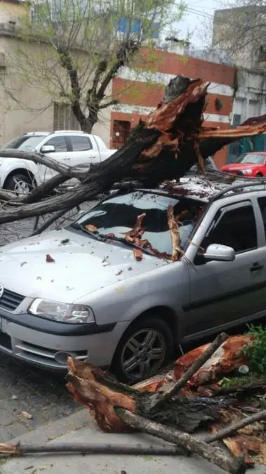 Humbolt y Muecas, barrio de Villa Crespo: rbol cado genera destrozo en los autos estacionados en la cuadra