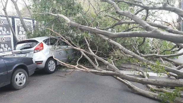 Un auto estacionado sobre Cazadores, en Belgrano, vctima de uno de los rboles tirados por el viento