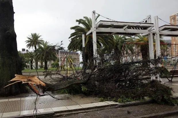 Los rboles fueron los que ms destrozos causaron en Mar del Plata