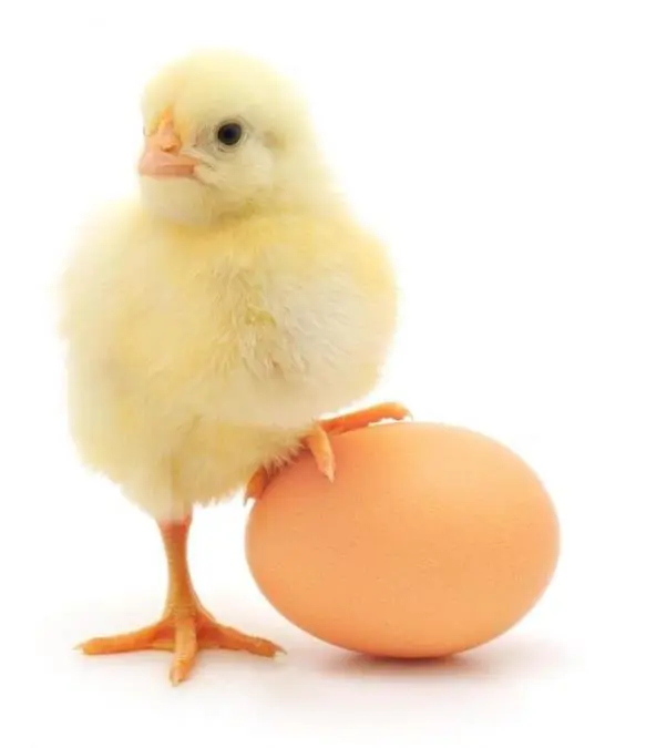 Huevos