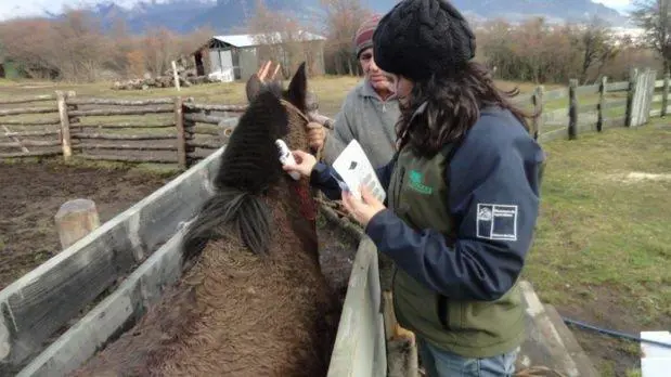 Caballo microchip