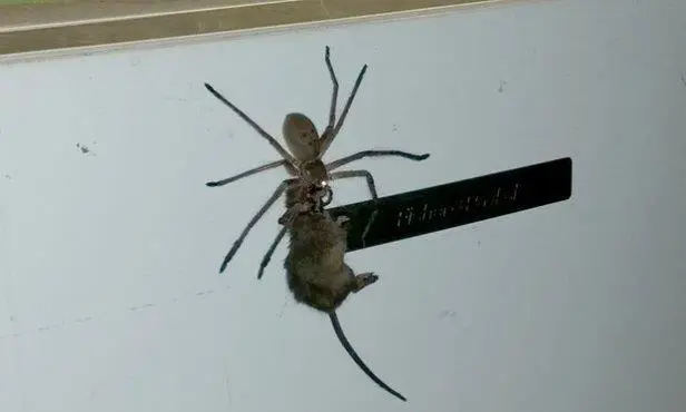 Los que grabaron el video bautizaron a la araa con el nombre de Hermie