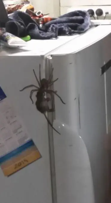 Este tipo de arcnido no suele atrapar animales vertebrados